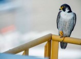 L'activitat amb falcons del Museu del Port canvia de data